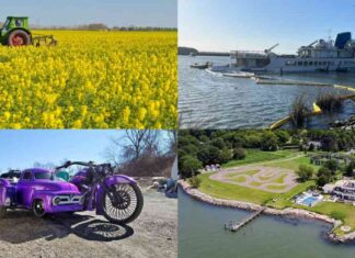 From Rocket Fuel to Cooking Oil: The Evolution of Canola Oil news-01102024-225855