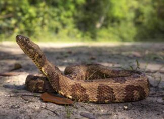 Illinois Road Closures for Snake Migration Safety llinois-road-closures-for-snake-migration-safety