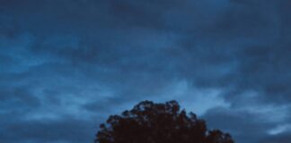 America’s Auto Auction: Discover Hidden Gems and Unbeatable Deals pexels photo 1573462